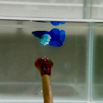 Dumbo Super Blue S23 Plakat - Male Betta