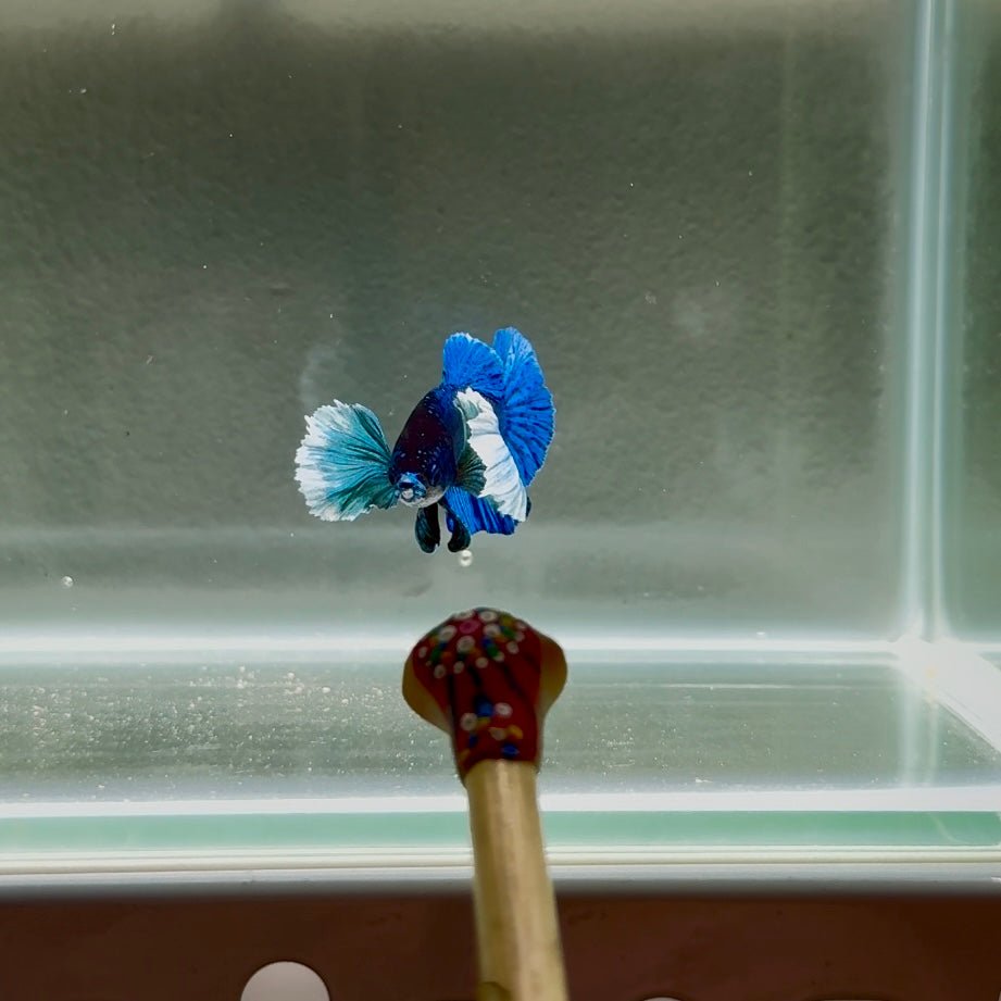 Dumbo Super Blue S23 Plakat - Male Betta