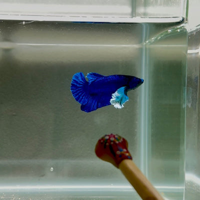 Dumbo Super Blue S23 Plakat - Male Betta