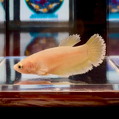 Dumbo Super Gold A128 Plakat - Female Betta
