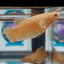 Dumbo Super Gold A93 Plakat - Female Betta