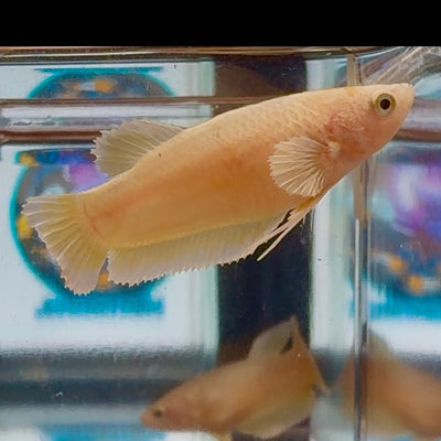 Dumbo Super Gold A93 Plakat - Female Betta