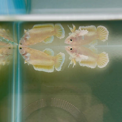 Dumbo Super Gold S02 Plakat - Female Betta