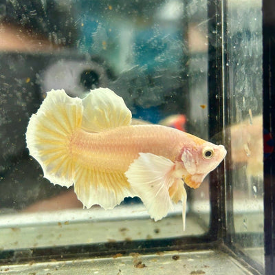 Dumbo Super Gold S22 Plakat - Male Betta