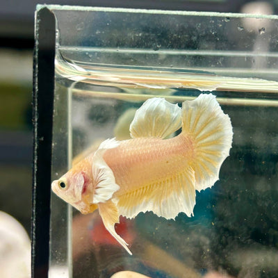 Dumbo Super Gold S22 Plakat - Male Betta