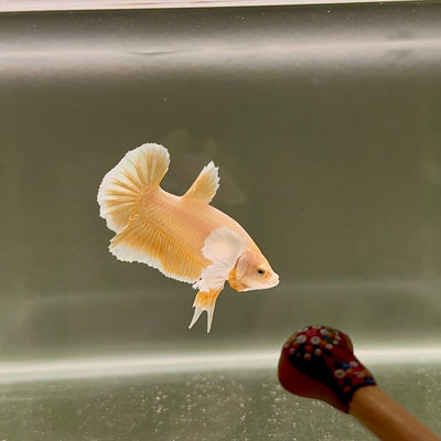 Dumbo Super Gold S22 Plakat - Male Betta