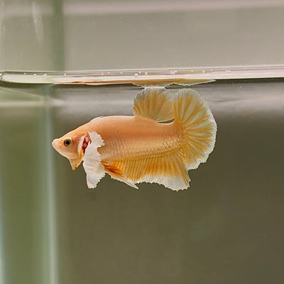 Dumbo Super Gold S22 Plakat - Male Betta