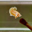 Dumbo Super Gold Sawtail S06 Plakat - Male Betta
