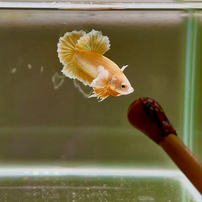 Dumbo Super Gold Sawtail S06 Plakat - Male Betta