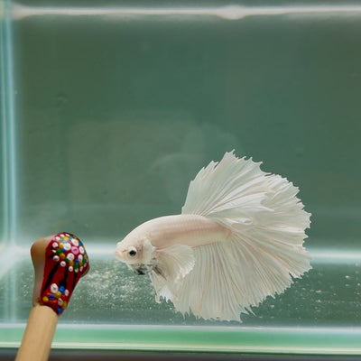 Dumbo Super White Rosetail S03 Halfmoon - Male Betta