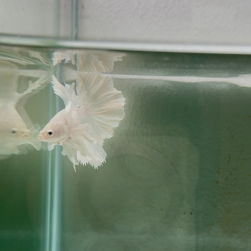 Dumbo Super White Rosetail S04 Halfmoon - Male Betta