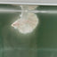 Dumbo Super White Rosetail S04 Halfmoon - Male Betta