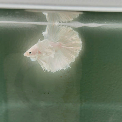 Dumbo Super White Rosetail S04 Halfmoon - Male Betta