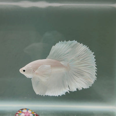 Dumbo Super White Rosetail S19 Halfmoon - Male Betta