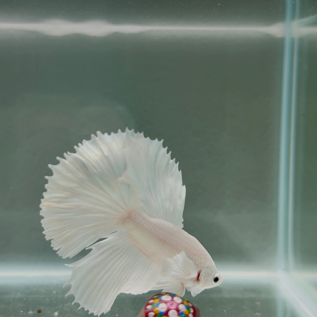 Dumbo Super White Rosetail S19 Halfmoon - Male Betta