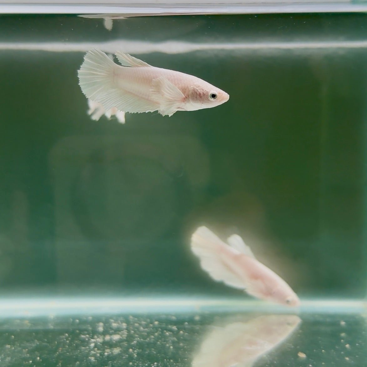 Dumbo Super White Halfmoon - Female Betta