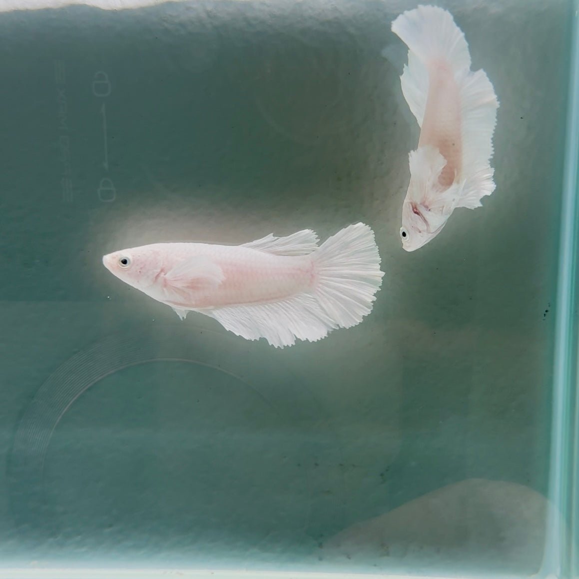 Dumbo Super White Halfmoon - Female Betta