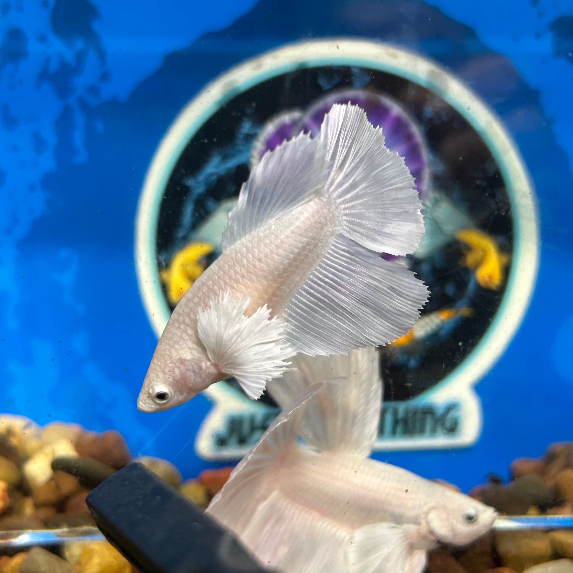 Dumbo White Halfmoon - Breeder Grade - Female Betta 138