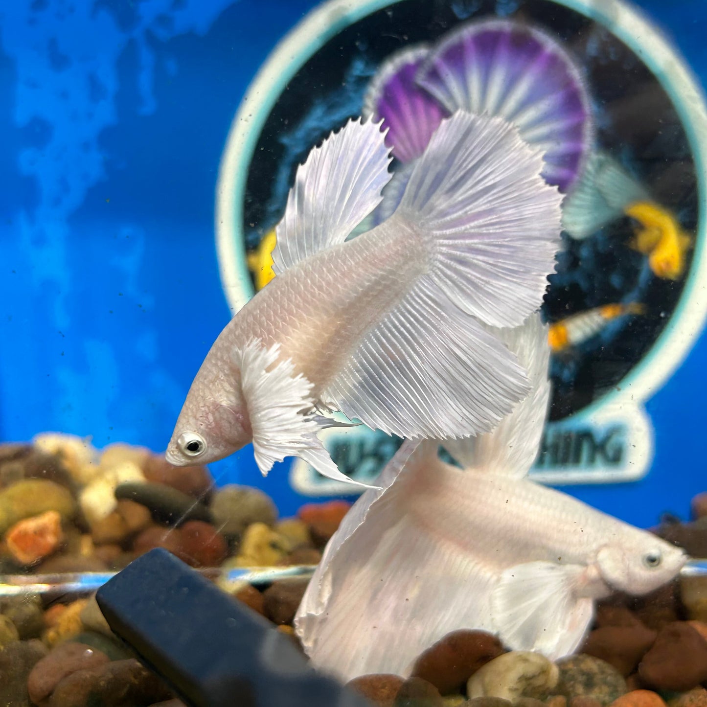 Dumbo White Halfmoon - Breeder Grade - Female Betta 138