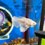 Dumbo White Halfmoon - Breeder Grade - Female Betta 138