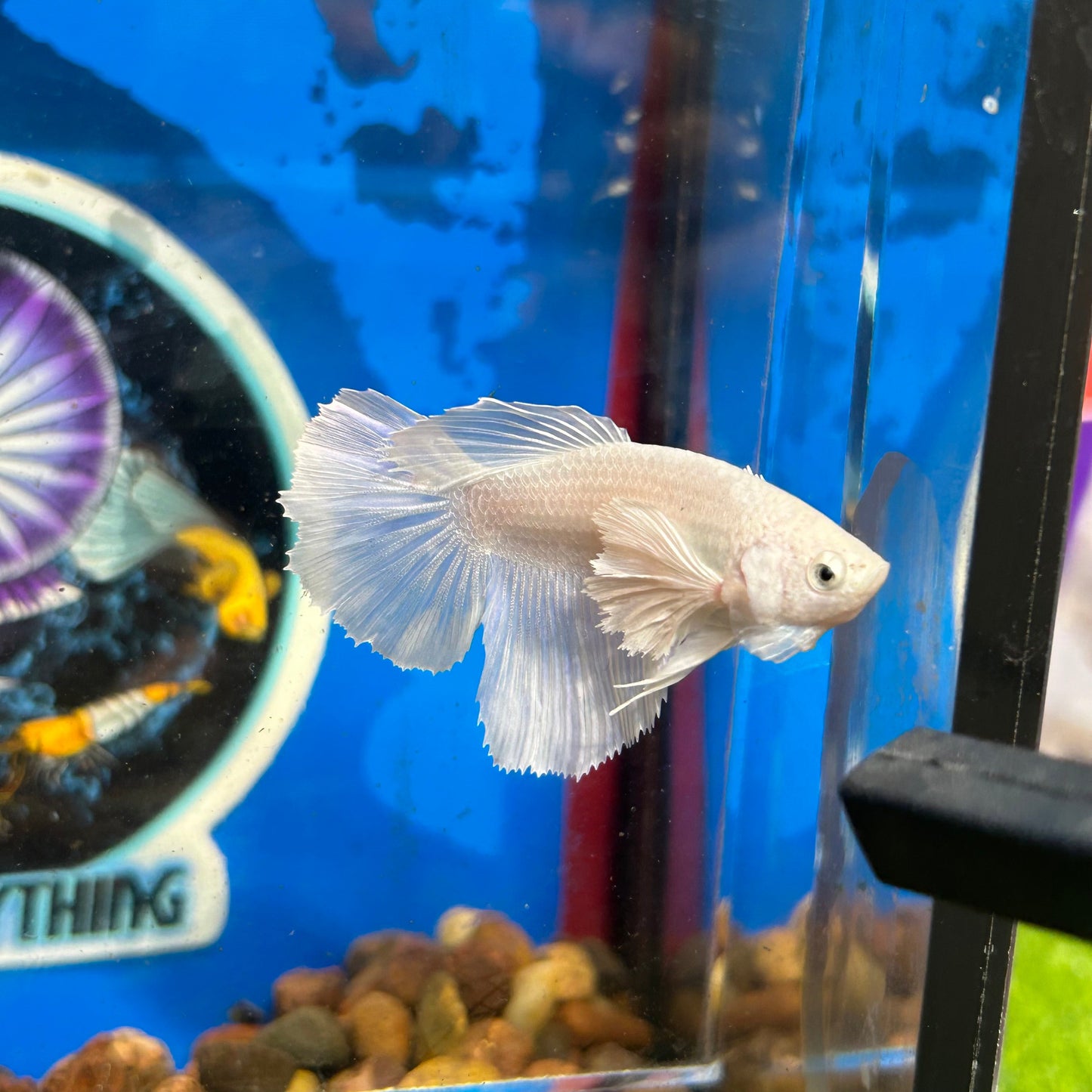 Dumbo White Halfmoon - Breeder Grade - Female Betta 138