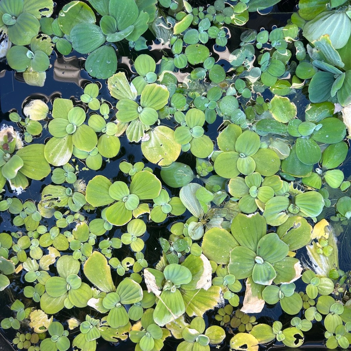 Rau diếp nước lùn