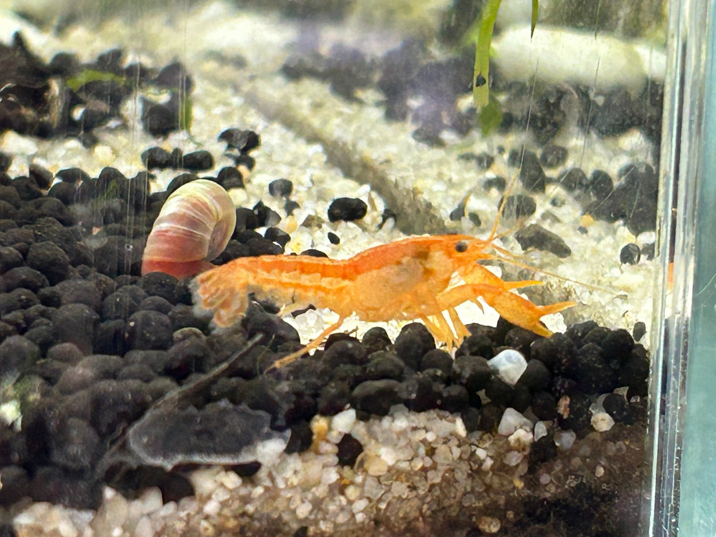 DWARF ORANGE MEXICAN CRAYFISH | CAMBARELLUS PATZCUARENSIS