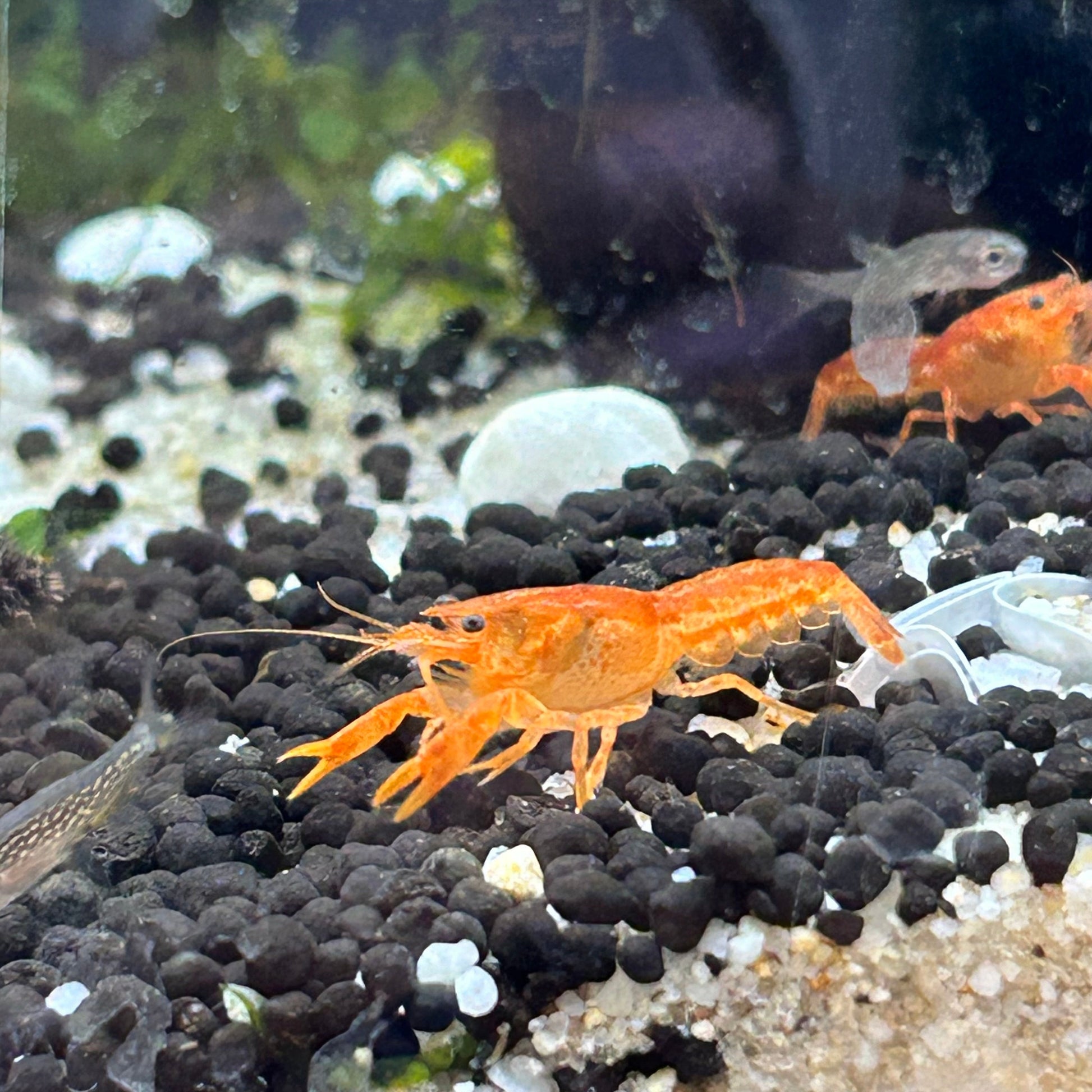 DWARF ORANGE MEXICAN CRAYFISH | CAMBARELLUS PATZCUARENSIS