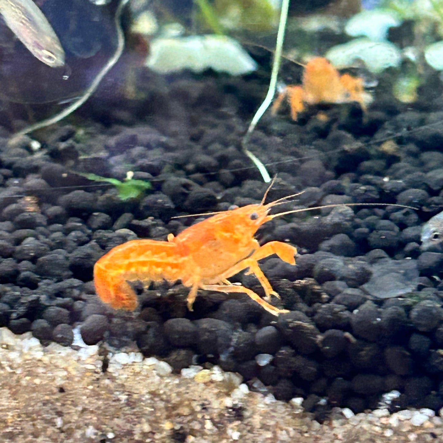 DWARF ORANGE MEXICAN CRAYFISH | CAMBARELLUS PATZCUARENSIS