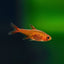 Ember Tetra Fish - Live Fish for Nano Tank 3 Tails nano
