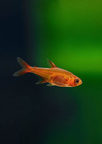 Ember Tetra Fish - Live Fish for Nano Tank 3 Tails nano