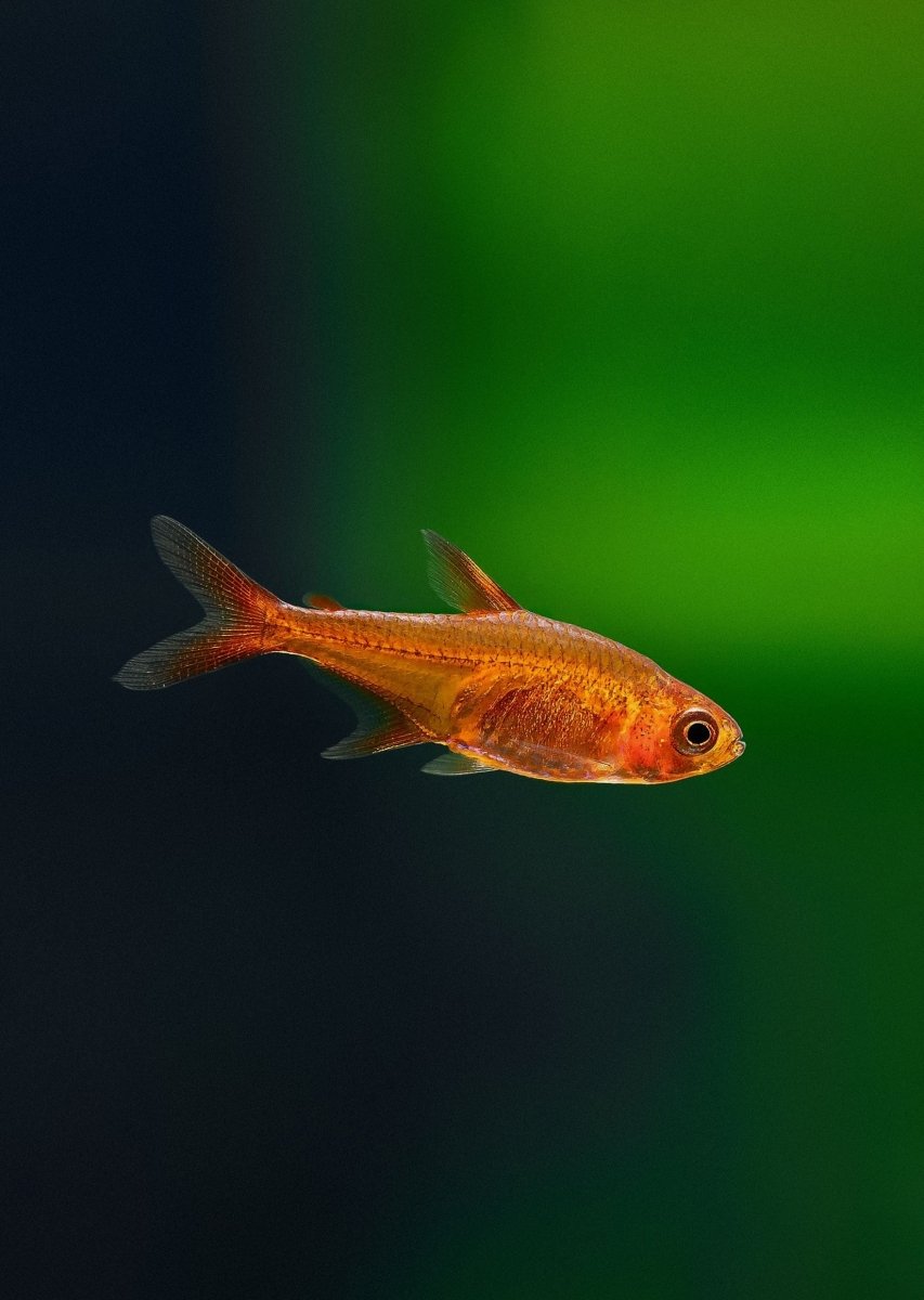 Ember Tetra Fish - Live Fish for Nano Tank 3 Tails nano