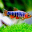emerald dwarf rasbora