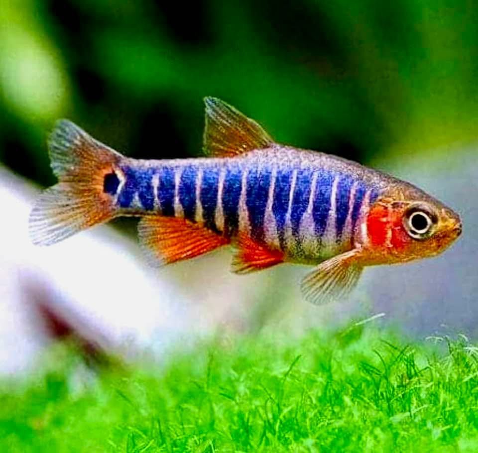 Emerald Dwarf Rasbora (Celestichthys erythromicron)