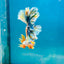 Feather Tail Light Blue King - Male Betta 180