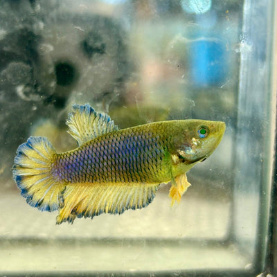 Feather Tail Yellow Mustard King neon - Female Betta 164
