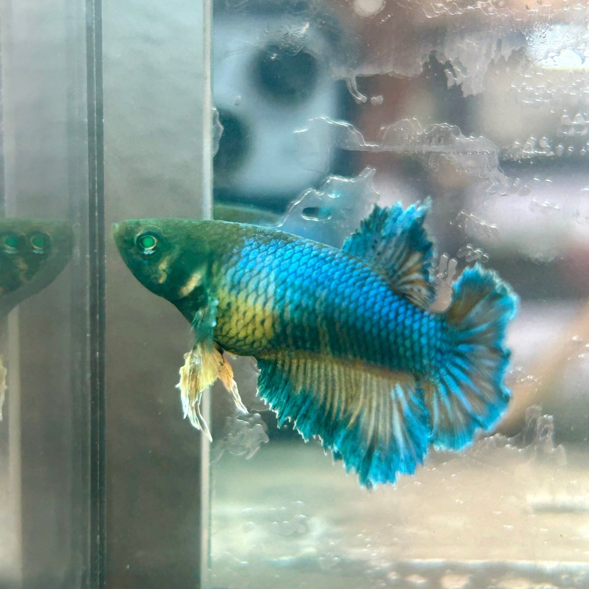 Feather Tail Yellow Mustard King neon - Female Betta 193