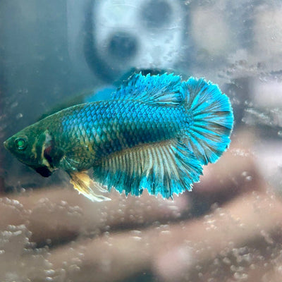 Feather Tail Yellow Mustard King neon - Female Betta 193