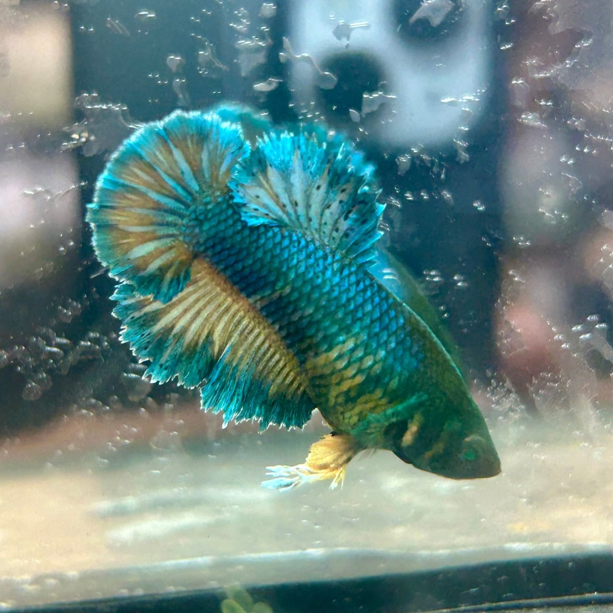 Feather Tail Yellow Mustard King neon - Female Betta 193