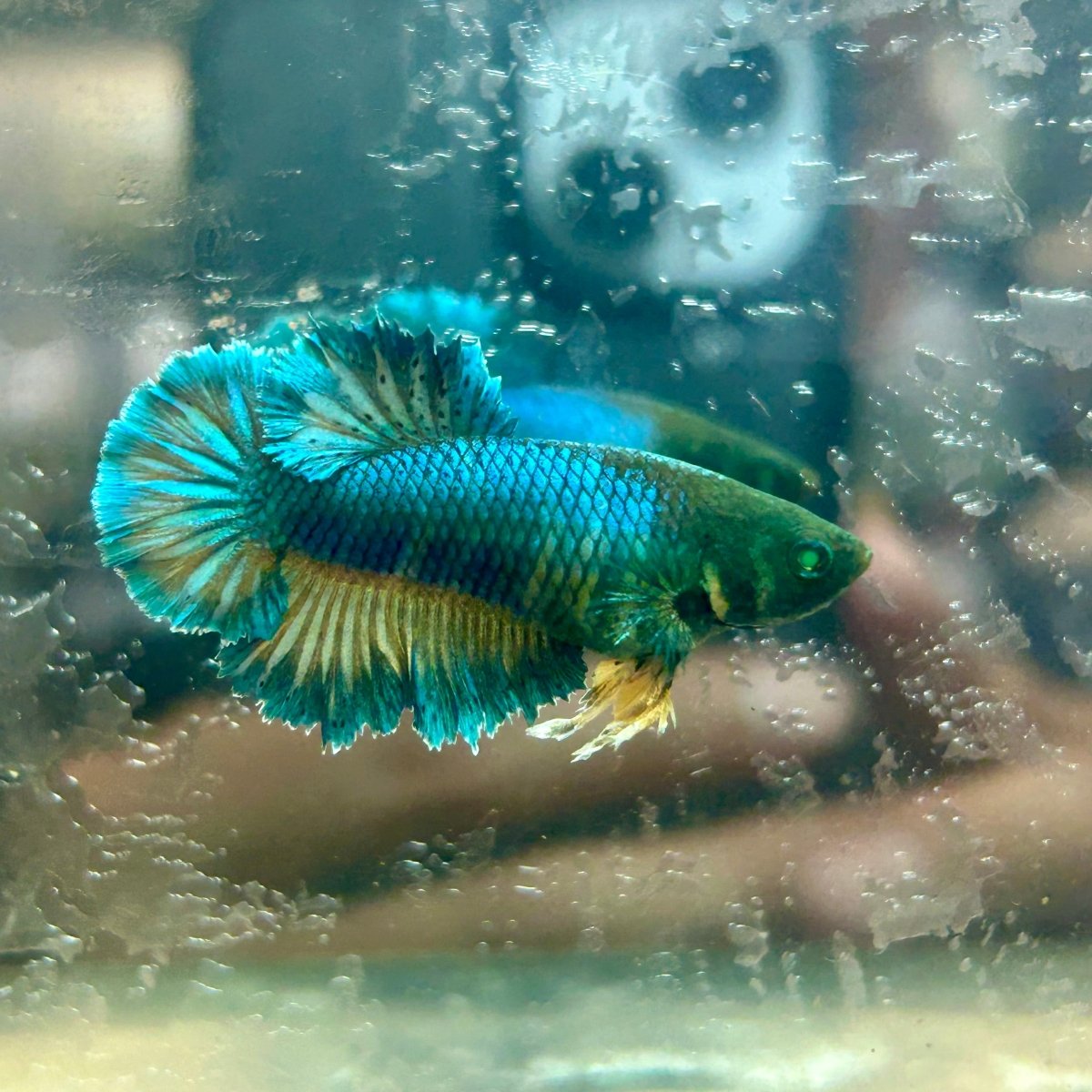 Feather Tail Yellow Mustard King neon - Female Betta 193