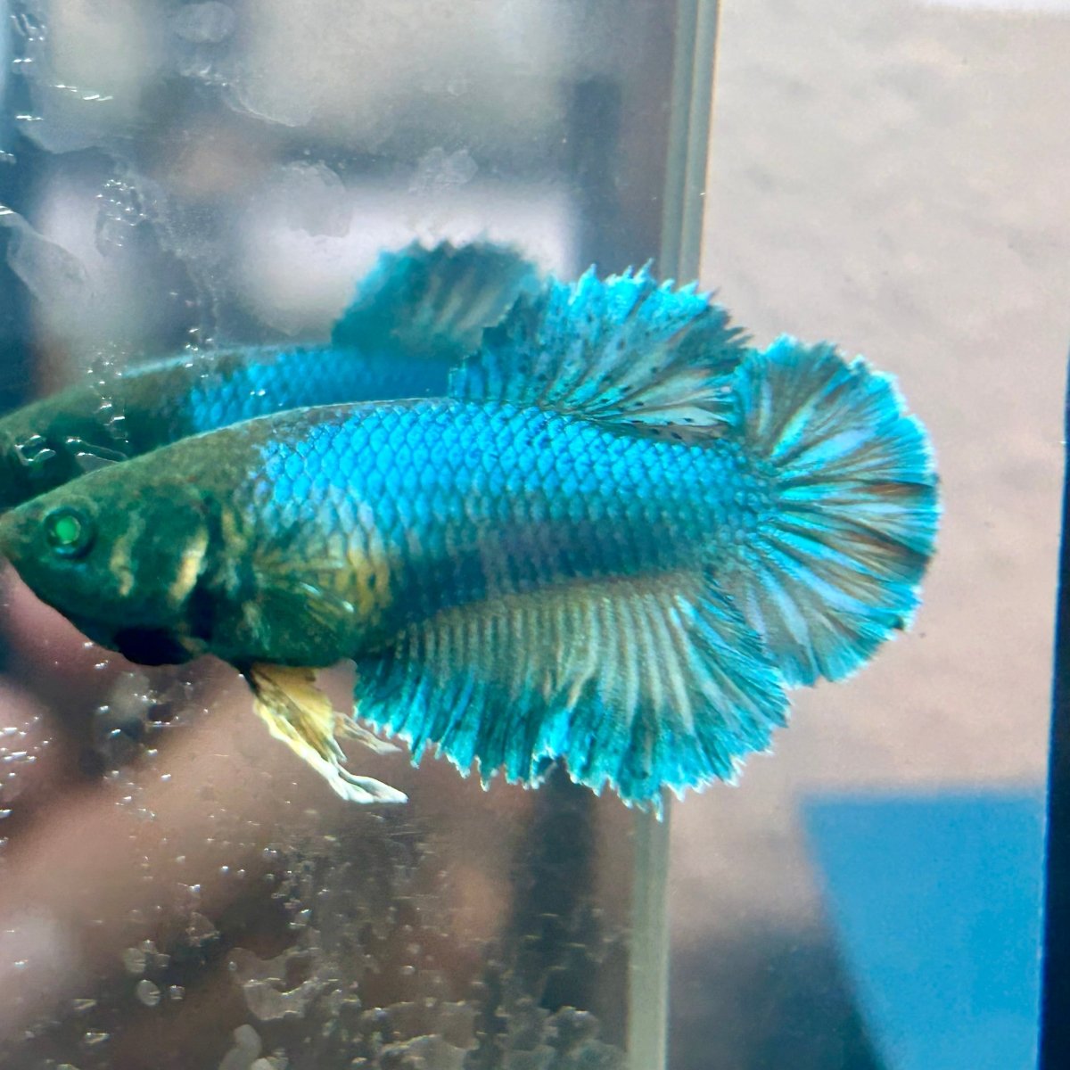 Feather Tail Yellow Mustard King neon - Female Betta 193