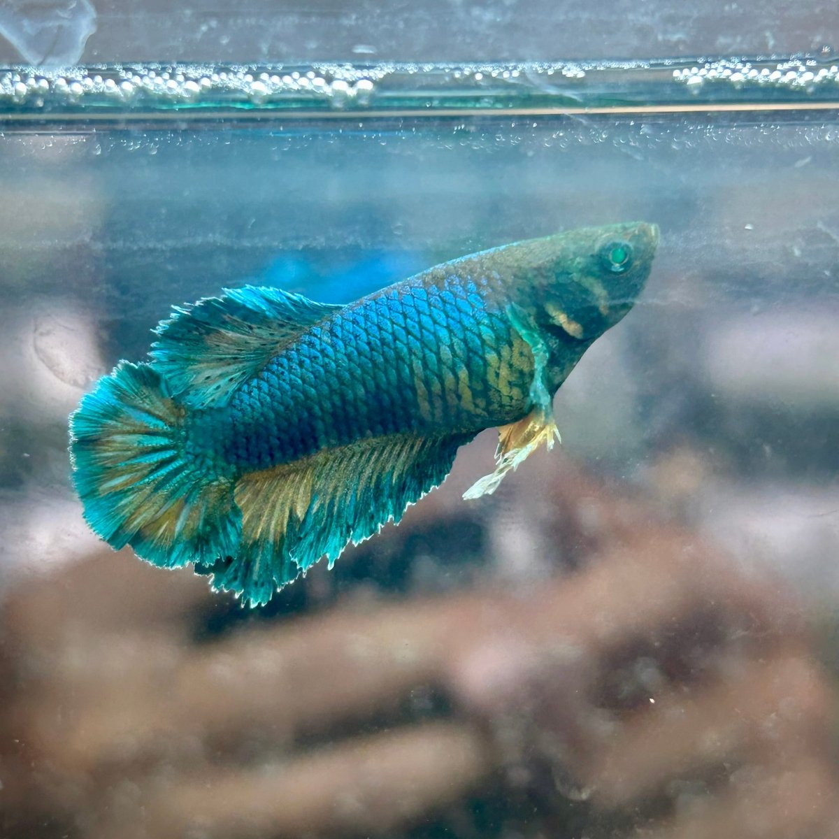 Feather Tail Yellow Mustard King neon - Female Betta 193