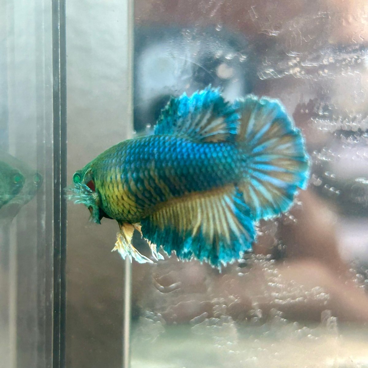 Feather Tail Yellow Mustard King neon - Female Betta 193