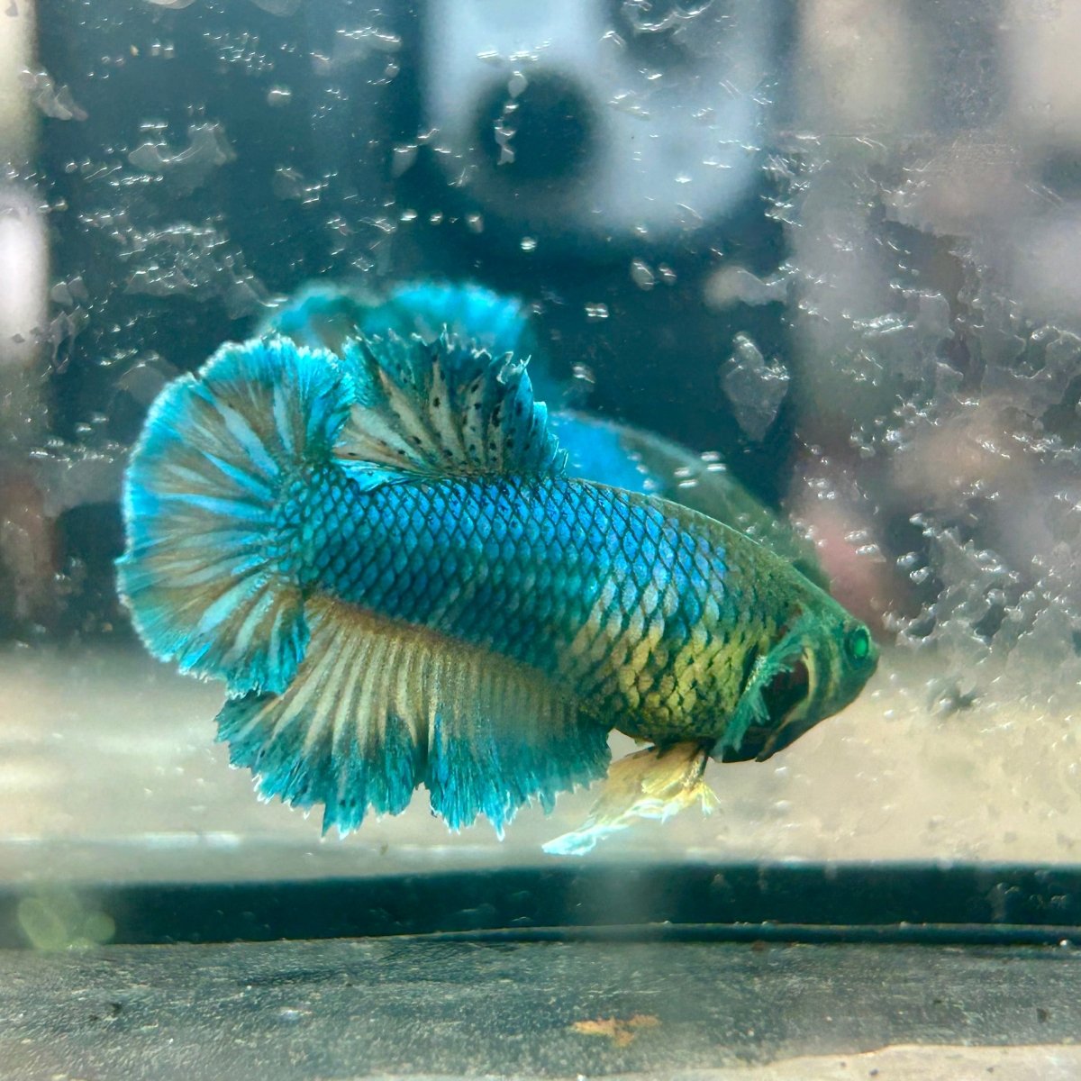 Feather Tail Yellow Mustard King neon - Female Betta 193