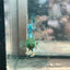 Feather Tail Yellow Mustard King neon - Female Betta 193
