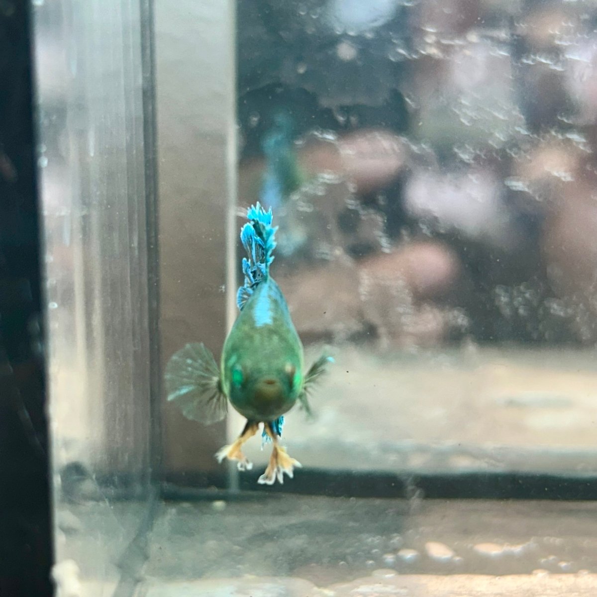 Feather Tail Yellow Mustard King neon - Female Betta 193