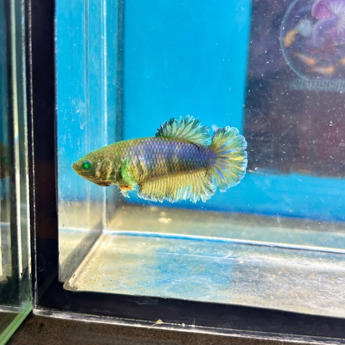 Feather Tail Yellow Mustard King neon - Female Betta A12