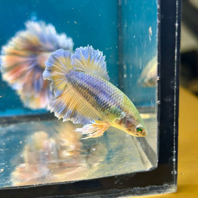 Feather Tail Yellow Mustard King neon - Female Betta M56
