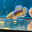 Feather Tail Yellow Mustard King neon - Female Betta M56