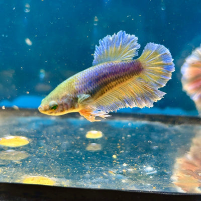 Feather Tail Yellow Mustard King neon - Female Betta M56
